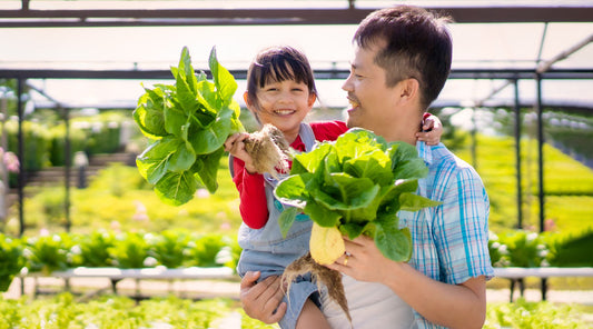 Father and Daughter Harvesting Leafy Greens