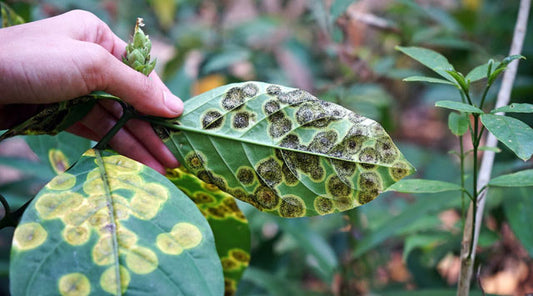 Leaves with Fungal Infection