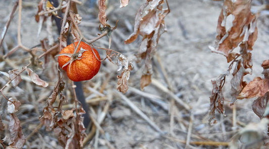 Fruit Left on Frosty Dead Leaves