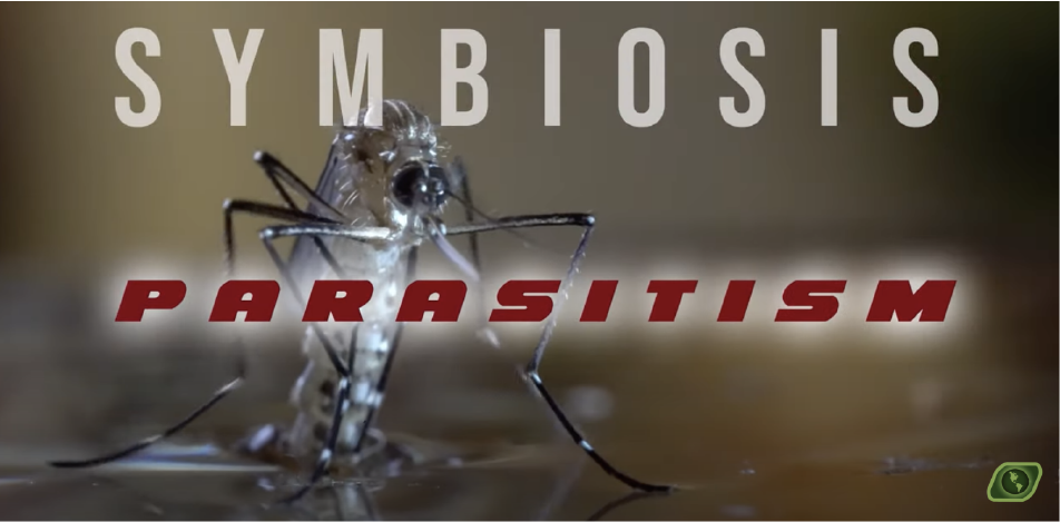 Load video: Symbiosis Mutualism Video