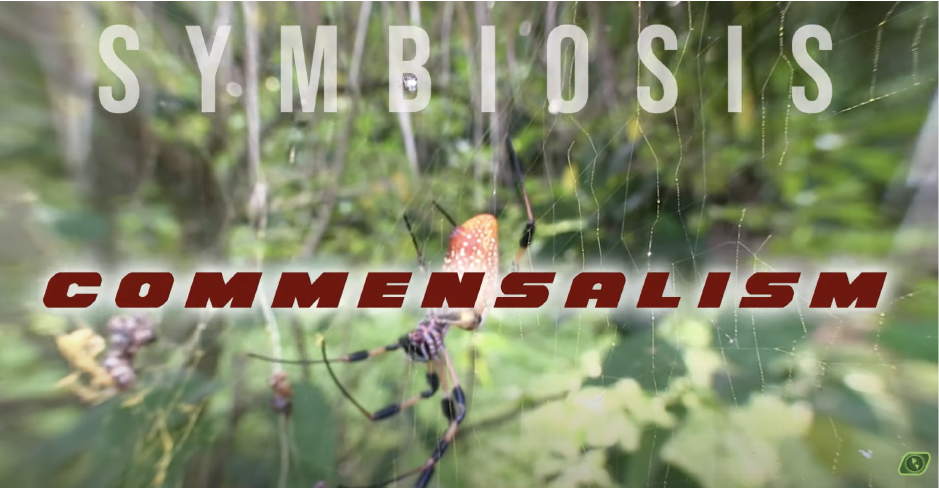 Load video: Symbiosis Mutualism Video