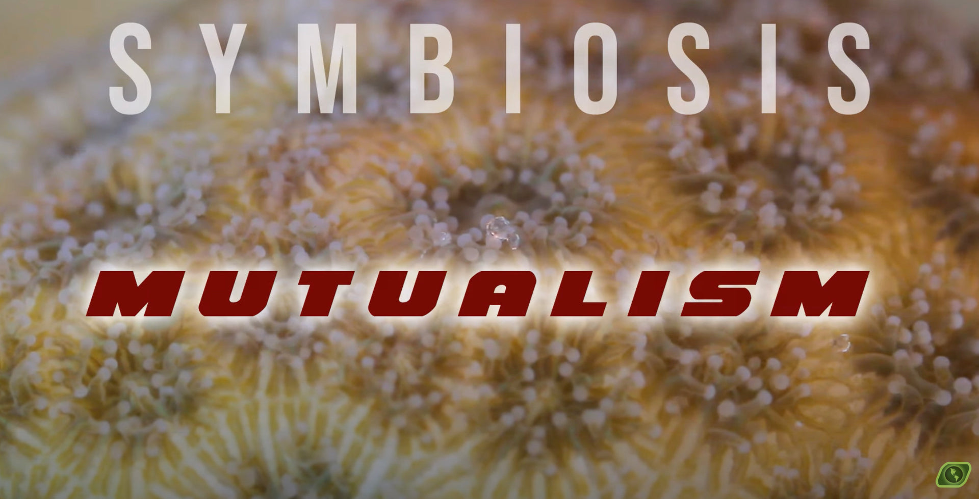 Load video: Symbiosis Mutualism Video